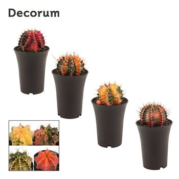 Gymnocalycum mihanovichii japan mix Gymnocalycium Kaktus Variegated Mix 11 cm (Decorum) 17cm 11cm Q970