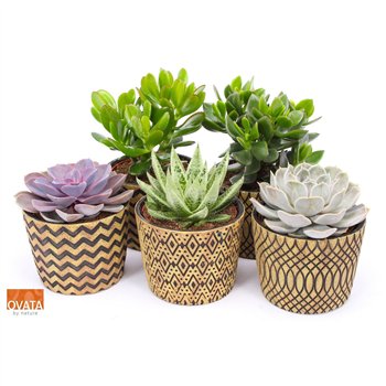 Sukulente mix Succulent in Cancun 14 UK - NON CITES 30cm 14cm Q1793