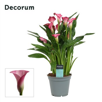 Kala garnet glow (Calla) Roze (Decorum)fl 45cm 17cm Q5395