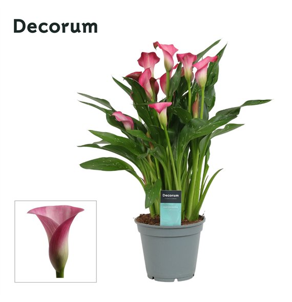 Kala garnet glow (Calla) Roze (Decorum)fl 45cm 17cm Q5395