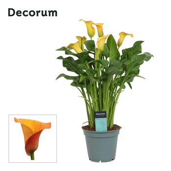 Kala morning sun (Calla) Oranje (Decorum)6 fl 50cm 17cm Q5398