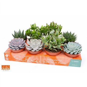 Sukulente mix Succulent 12 30cm 12cm Q1178