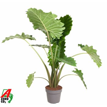 Alokazija portodora Portodora (NO GAP)2 pp 120cm 32cm Q219