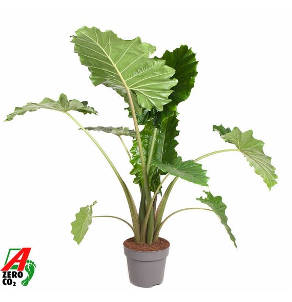 Alokazija portodora Portodora (NO GAP)2 pp 120cm 32cm Q219