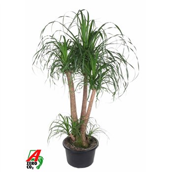 Nolina Beaucarnea recurvata branched P38 - 3ft3 stems plnt 1 pp 130cm 38cm Q732