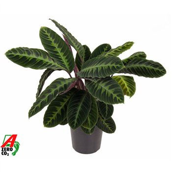 Kalateja warscewiczii Warscewiczii1 pp without flower fl 80cm 24cm Q1322