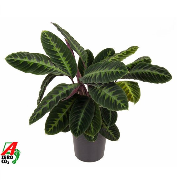 Kalateja warscewiczii Warscewiczii1 pp without flower fl 80cm 24cm Q1322