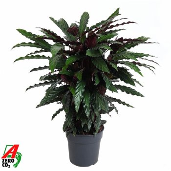 Kalateja rufibarba wavestar Wavestar2 pp without flower fl 100cm 27cm Q1332