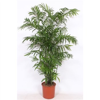Chameadorea seifrizii Chamaedorea Seifrizii20 pp 180cm 34cm Q1491