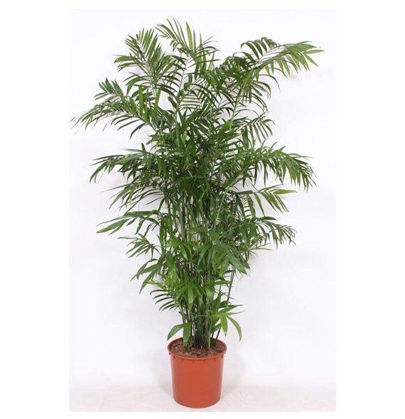 Chameadorea seifrizii Chamaedorea Seifrizii20 pp 180cm 34cm Q1491