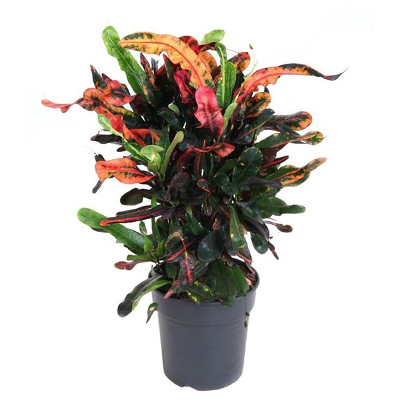 Kroton variegatum mammi Mammi branched P21pp 70cm 21cm Q1564