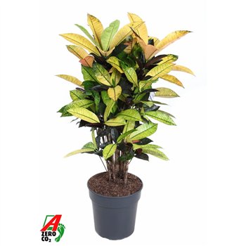 Kroton variegatum mrs iceton Mrs Iceton branched P24pp 80cm 24cm Q1572