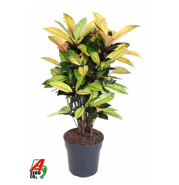 Kroton variegatum mrs iceton Mrs Iceton branched P24pp 80cm 24cm Q1572