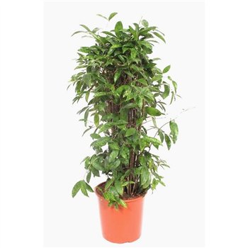 Dracena surculosa Surculosa15 pp 120cm 30cm Q1744