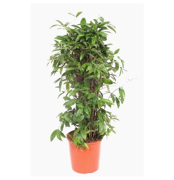 Dracena surculosa Surculosa15 pp 120cm 30cm Q1744