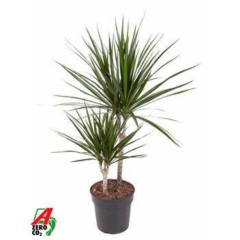 Dracena marginata Marginata 30-10pp 80cm 19cm Q1762