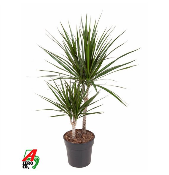 Dracena marginata Marginata 30-10pp 80cm 19cm Q1762