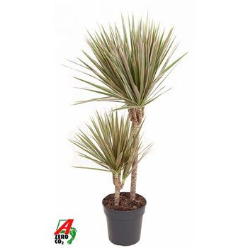 Dracena marg  bicolor Bicolor 45-152 pp 100cm 19cm Q1795