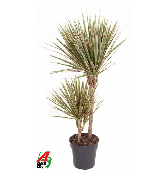 Dracena marg  bicolor Bicolor 45-152 pp 100cm 19cm Q1795