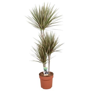Dracena marg  bicolor Bicolor 60-30-153 pp 120cm 21cm Q1840