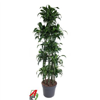 Dracena fragr  compacta dorado Dorado 150-carrouselpp 210cm 40cm Q1858