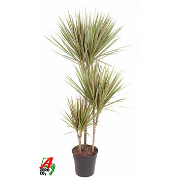 Dracena marg  bicolor Bicolor 60-30-153 pp 120cm 21cm Q1859