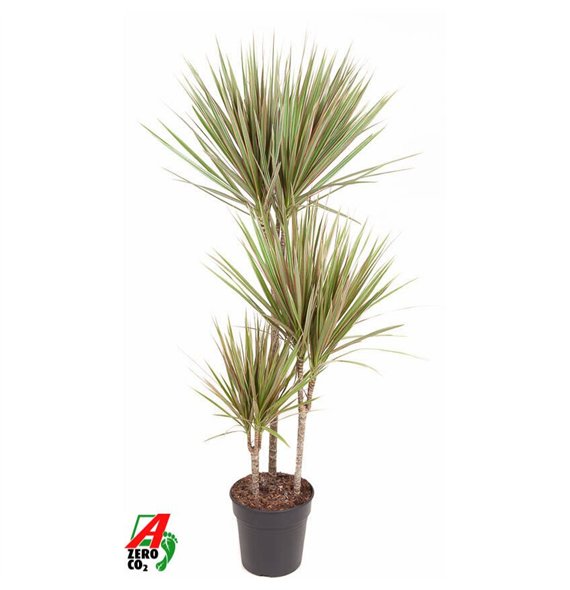 Dracena marg  bicolor Bicolor 60-30-153 pp 120cm 21cm Q1859