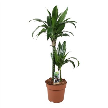 Dracena fragr  janet craig Janet Craig 45-152 pp 80cm 21cm Q1860