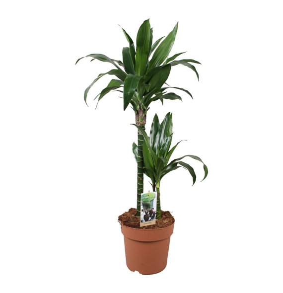 Dracena fragr  janet craig Janet Craig 45-152 pp 80cm 21cm Q1860