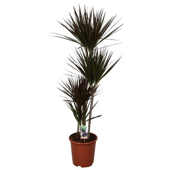 Dracena marg  magenta Magenta 90-60-30-154 pp 140cm 27cm Q1889