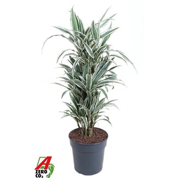 Dracena fragr  der white stripe White Stripe branched P271 pp 110cm 27cm Q1971