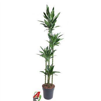 Dracena fragr  janet lind Janet Lind 120-90-60-30pp 180cm 27cm Q2008