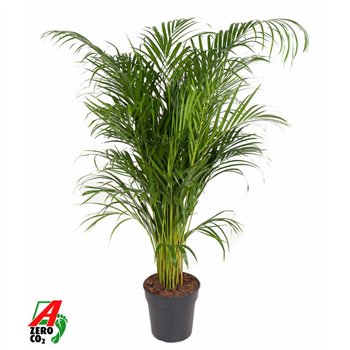 Palma Dypsis lutescens Lutescens(Areca) P2415 pp 130cm 24cm Q2056