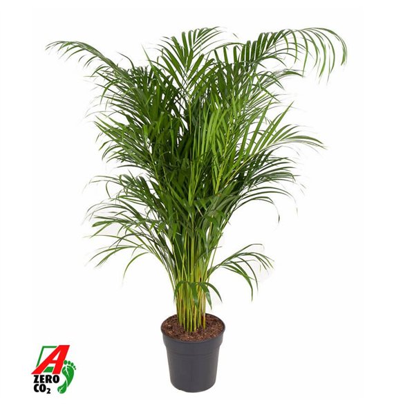 Palma Dypsis lutescens Lutescens(Areca) P2415 pp 130cm 24cm Q2056