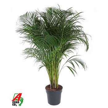 Palma Dypsis lutescens Lutescens(Areca) P2715 pp 140cm 27cm Q2057