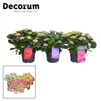 Hortenzija macr  curly wurly Curly Wurly mix 9-15 heads (Decorum) 10 fl 50cm 23cm Q2478