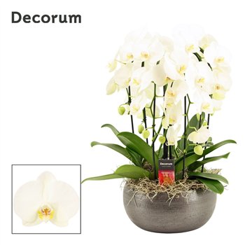 Orhideja Phalaenopsis wit Nero cascade 6 stems symphony white (Deco-collection) 40 fl  plnt 55cm 27cm Q3680