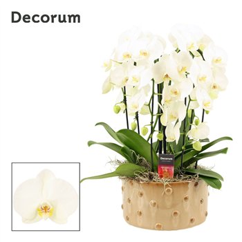 Orhideja Phalaenopsis wit Belle cascade 6 stems symphony white (Deco-collection) 40 fl  plnt 55cm 27cm Q3681