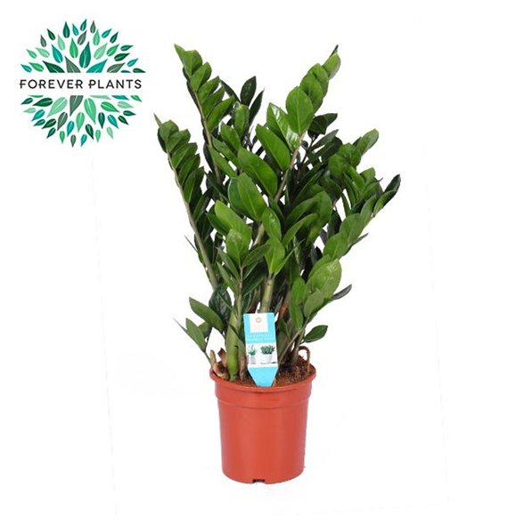 Zamija zamiifolia p21 8 stems plnt 95cm 21cm Q4986