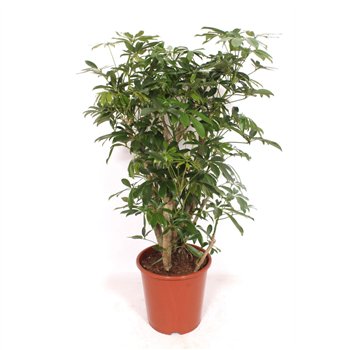 Šeflera arboricola compacta Compacta1 pp 100cm 27cm Q5253