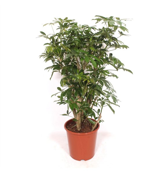 Šeflera arboricola compacta Compacta1 pp 100cm 27cm Q5253