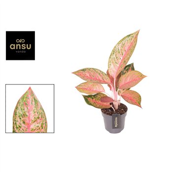 Aglaonema Tango Pink 1 pp 45cm 12cm Q116