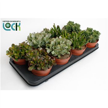 Crassula Mix 20cm 12cm Q1039