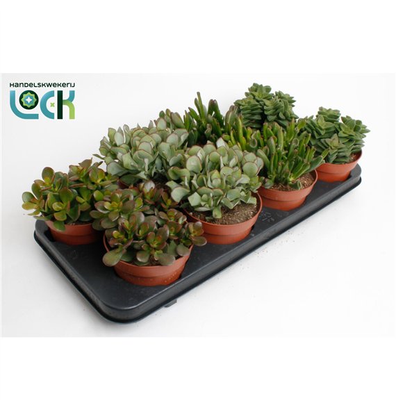 Crassula Mix 20cm 12cm Q1039