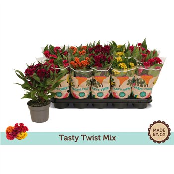 Celosia argentea cristata twisted mix Tasty Twist Mix1 pp 30cm 12cm Q1381