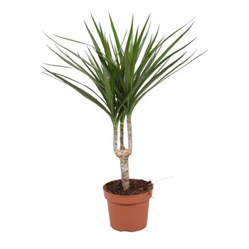 Dracena marginata Marginata enkele stam1 pp 40cm 12cm Q1755