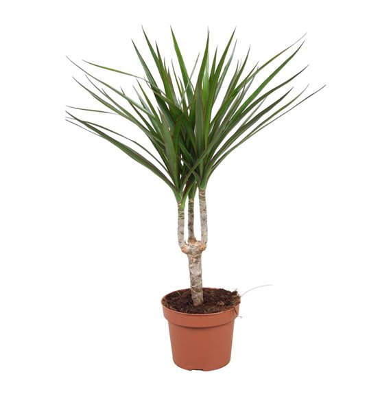 Dracena marginata Marginata enkele stam1 pp 40cm 12cm Q1755