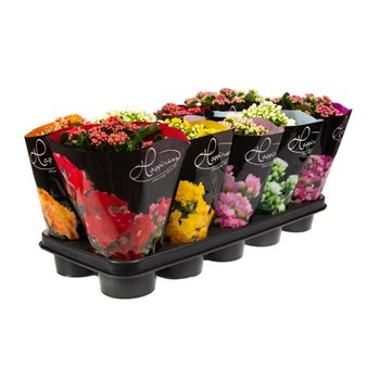 Kalanhoja roseflower mix Happiness De Luxe 25cm 12cm Q4572