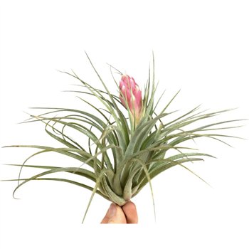 Tillandsia tillandsia silver with flower 1 fl 10cm 10cm Q5086