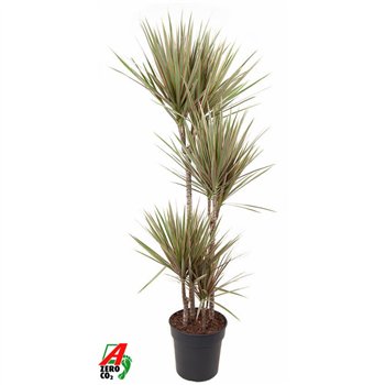 Dracena marg  bicolor Bicolor 90-60-30-154 pp 150cm 27cm Q1934